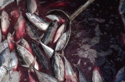 މިފްކޯ މި ރޯދަ އަށް ވެސް ތައްޔާރު!