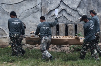 ތައިލެންޑުގެ ފައްޅިއަކުން 137 މިނިކާވަގު ހިފުމުގެ މަސައްކަތް ފަށައިފި