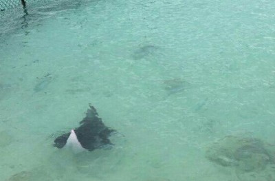 ފުނަދޫ މަސްކޮށީގައި މިޔަރާއި ވެލާ، މައްސަލަ ސީރިޔަސް!