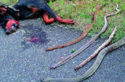 އާއިލާއެއް ސަލާމަތްކުރުމަށް ކުއްތާއެއް ފުރާނަ ދުއްވާލައިފި