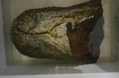 "300 ކިލޯގެ މާވަހަރެއް": ނުވިކި އޮވެ އެންމެ ފަހުން ލައްކަ އަކަށް!