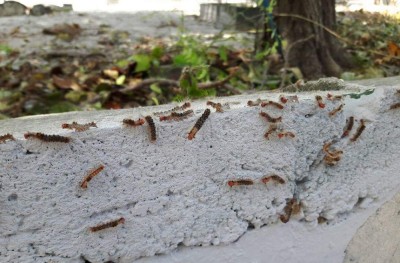 މާފަންނު ސަހަރާގައި ހުވަނި: ބޮޑު އުނދަގުލަކަށް ވެއްޖެ