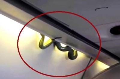 މަތިންދާބޯޓެއްގެ ތެރެއިން ވިހަގަދަ ހަރުފައެއް ފެނިއްޖެ