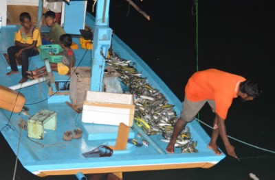 މަރުވި މަސްތަކުން ވައިކަރަދޫ ފަޅުތެރެ ކުނިވެއްޖެ!