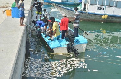 ވައިކަރަދޫން އަދިވެސް ގިނަ އަދަދަކަށް މަސް މަރުވަނީ