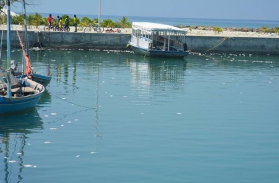 ވައިކަރަދޫން އަދިވެސް ގިނަ އަދަދަކަށް މަސް މަރުވަނީ