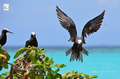 ހިމާޔަތްކޮށްފައިވާ ދޫނިތަކެއް ހިފައިގެން ދޮޅު ލައްކަ ރުފިޔާއިން ޖޫރިމަނާ
