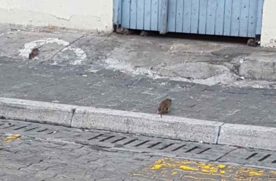 ކޯސްޓް ގާޑު ބިލްޑިންގުން މަގުމައްޗަށް މީދާ ނިކުންނަނީ!