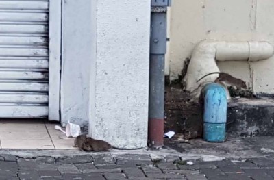 ކޯސްޓް ގާޑު ބިލްޑިންގުން މަގުމައްޗަށް މީދާ ނިކުންނަނީ!