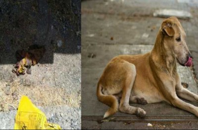 ކުއްތާތަކެއް ހޮސްޕިޓަލުގައި އޮތް 80 އަހަރުގެ ބަލިމީހަކު ކާލައިފި