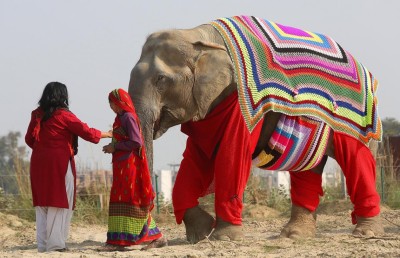 އިންޑިއާގެ އަވަށެއްގައި އެތްތަކަށް ވޫލްގެ ހެދުން ލައްވައިފި