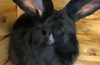 އެންމެބޮޑު އެއް މުސަޅު ފްލައިޓްތެރޭ މަރުވެ މައްސަލަ ހޫނުވެއްޖެ