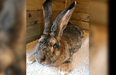 އެންމެބޮޑު އެއް މުސަޅު ފްލައިޓްތެރޭ މަރުވެ މައްސަލަ ހޫނުވެއްޖެ