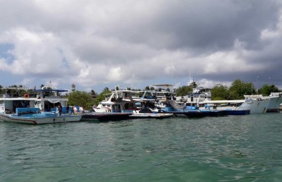 މަސް ނުކިރިގެން އުޅެނީ މިފްކޯ ކޮރަޕްޝަން ބޮޑުވެގެން: ސައުދު