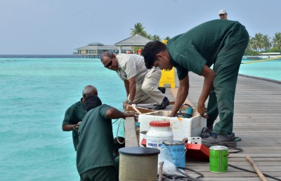 ޑީޑީގެ މެސެޖް: ކުރިއެރުން ބޭނުންތަ؟ ގުރުބާނީއެއް ވޭ!