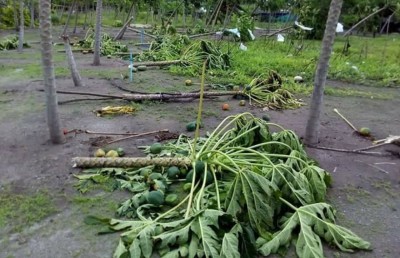ކޮޅިގަނޑެއްގައި ވައިކަރަދޫ 50 ދަނޑަކަށް ގެއްލުންވެއްޖެ