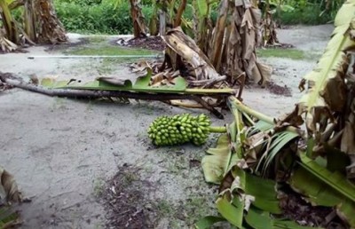 ކޮޅިގަނޑެއްގައި ވައިކަރަދޫ 50 ދަނޑަކަށް ގެއްލުންވެއްޖެ