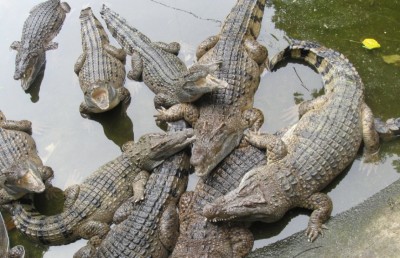 ކޯރަކަށް އެރި އުޅުނު އަންހެނަކު ޖަހައިގަނެގެން ކިނބުލެއް ފިލައިފި