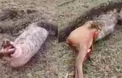 ހަރުފަޔަކަށް ފުއްލާއެއް ކާލެވިދާނެތަ؟