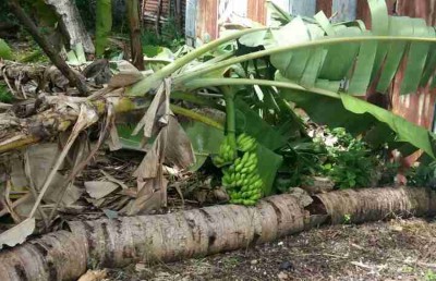 ކޮޅިގަނޑެއްގައި އިސްދޫ އެއްގަމުތޮށި ފުނޑުފުނޑު ވެއްޖެ