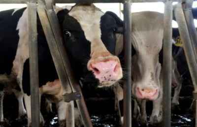 ވައިގެ މަގުން ގަތަރަށް ގެރި އެތެރެކުރަން ފަށައިފި