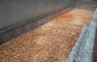 15 އަށް ވުރެ ގިނަ ގައުމުން ވަނީ ވިހަ ހުރި ބިސް ފެނިފައި