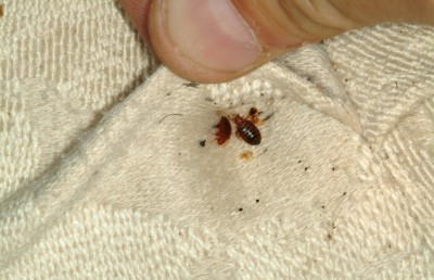 ދާ އެއްޗެހި ކޮޓަރިތެރޭ ބަހައްޓާނަަމަ ތަންމަކުނު އާލާވޭ