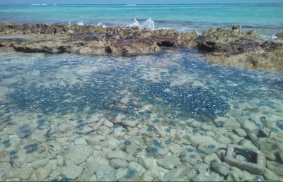 ވާދޫން އަނެއްކާ ވެސް އަޖައިބެއް: މިފަހަރު ޖެލީފިޝް