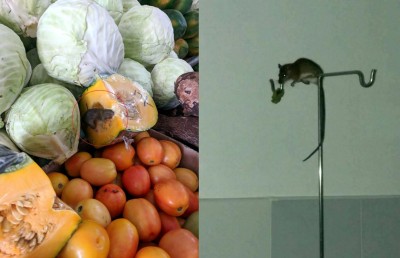 މިއަދުގެ ސުރުޚީ އަކީ ދެ މީދާ!