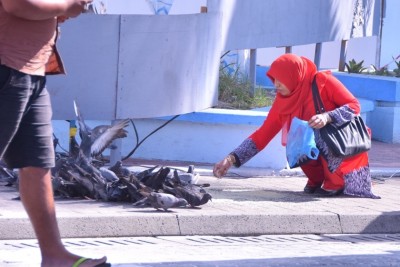 ކޮތަރުތައް މަރުވިޔަދޭން ދޫކޮށް ނުލާނަން: މިނިސްޓަރު މުއިއްޒު