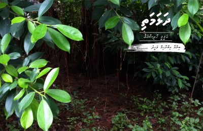 ދަޅަމަތި