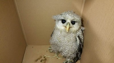 ބާޒާއި ބަކަމޫނާއި މުސަޅު އެތެރެކުރި މީހަކު ހައްޔަރު ކޮށްފި