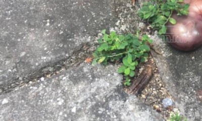 މަރުވެފައި އޮތް ތުއްތު ކުއްޖަކު މަގުމައްޗަށް އެއްލާލާފައި އޮއްވައި ފެނިއްޖެ