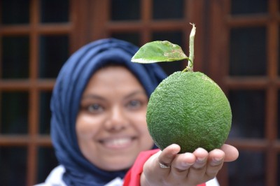ފުވައްމުލަކުގައި ކުރިން ގިނަ މިހާރު މަދު "ނާރިނގު"