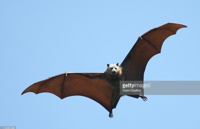 ނިޕާ ވައިރަސް- ނުރައްކާ ބޮޑު