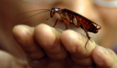 ކުރަފި ކިރު، މުސްތަގުބަލުގެ "ޕްރޮޓީން ޝޭކް"؟