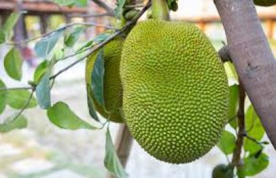 ކޮކޯގެ ބަދަލުގައި ސައްކެޔޮ އޮށް ރަނގަޅުވާނެ