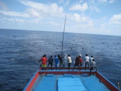 މަސްވެރިކަން ރަނގަޅުވެ މިމަހު އެކަނި 900 ޓަނުގެ މަސް ކިރުވައިފި