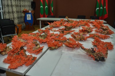 މާލޭގެ ގޯޅިއެއްގެ ތެރެއިން އަށް ފުޅިމަދު ފޮށީގެ ރަތް މުރަކަ އަތުލައިގެންފި