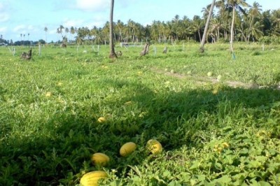 ދަނޑުވެެރިންގެ ދުވަހާ ގުޅުވައިގެން ހާއްސަ މައުރަޒެއް ބާއްވަނީ