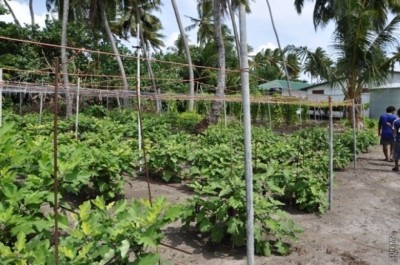 ކައުންސިލްތަކަށް ވެސް ވަރުވާއަށް ފަޅުރަށްތައް ދޫކުރަނީ