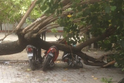 ވިއްސާރައިގައި ގަހެއް ވެއްޓި ވެހިކަލްތަކަކަށް ގެއްލުންވެއްޖެ