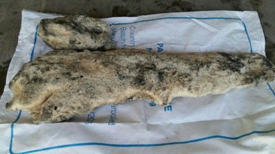 ކުނިއުކާލަން ދިޔަ މީހުން ހޮވި 'އެތި' މާވަހަރަކަށް ނުވި