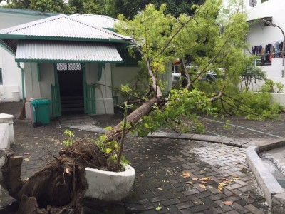 ބިހުރޯޒު ކަމަނާ މިސްކިތުގެ ގޯތިތެރޭގައި ހުރި ބޮޑު ގަހެއް ވެއްޓިއްޖެ