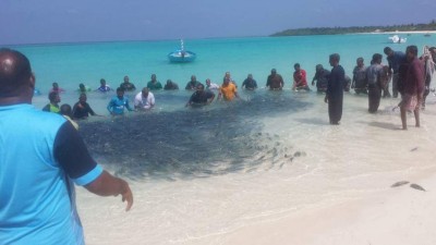 މިލަންދޫ ފަޅަށް ވަތް ރިތްމަސް އައިނަކުން ގެއަކަށް 50 އަށްވުރެ ގިނަ މަސް!
