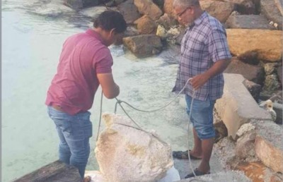 ފީވަކު މީހަކު ހޮވި 82 ކިލޯގެ މާވަހަރުން ބައެއް ޓެސްޓްކުރަން މާލެ އަށް ގެނެސްފި
