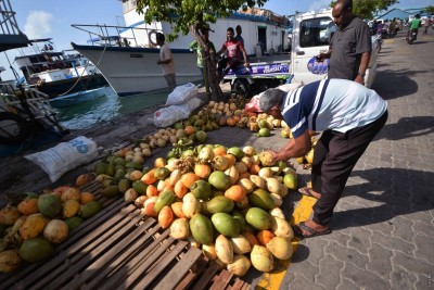 ފަޅު ރަށްރަށުގެ ރުށްތަކުން ކާށްޓާއި ކުރުނބާ އަޅައި ވިއްކަން ހުޅުވާލައިފި