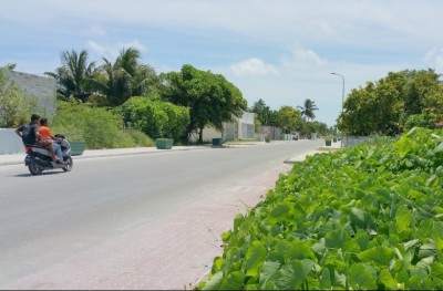 އައްޑޫގައި ޒަހަމްކޮށްލި ބިދޭސީއަކަށް އައިސީޔޫގައި ފަރުވާ ދެނީ