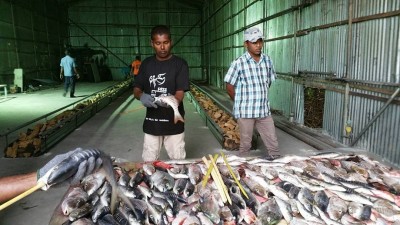 ވިއްސާރަވުމުން 482 މަސް ފިހުނީ ގުދަނެއް ތެރޭގައި