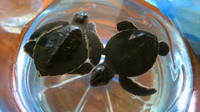 54 ވެލަ އާ އެކު، ވެލާ ފެސްޓިވަލް ފަށަނީ